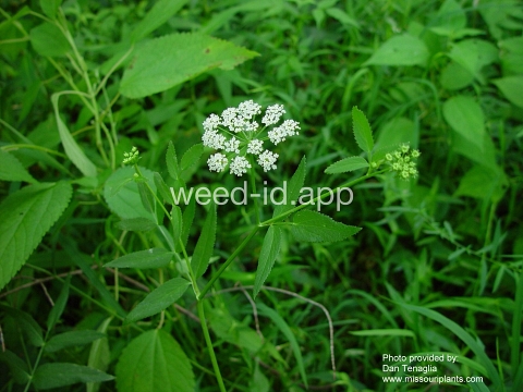 waterparsnip